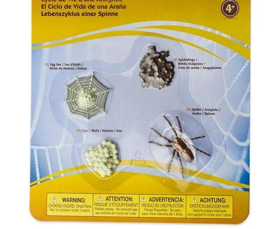 SAFARI LIFE CYCLE OF A SPIDER
